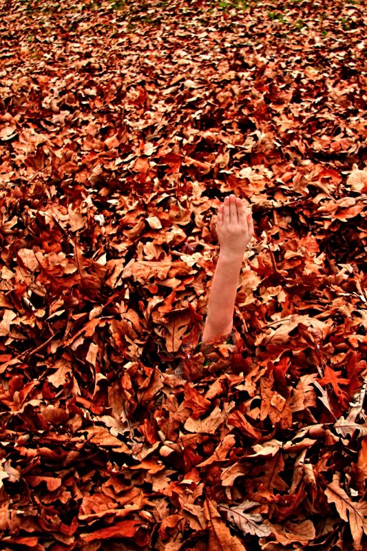 CHILDREN OF THE LEAVES?