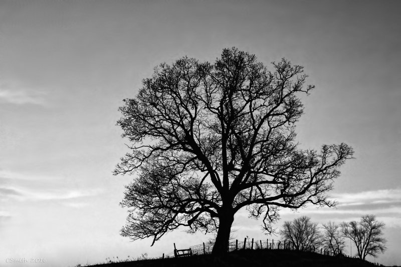 ILLINOIS TREE