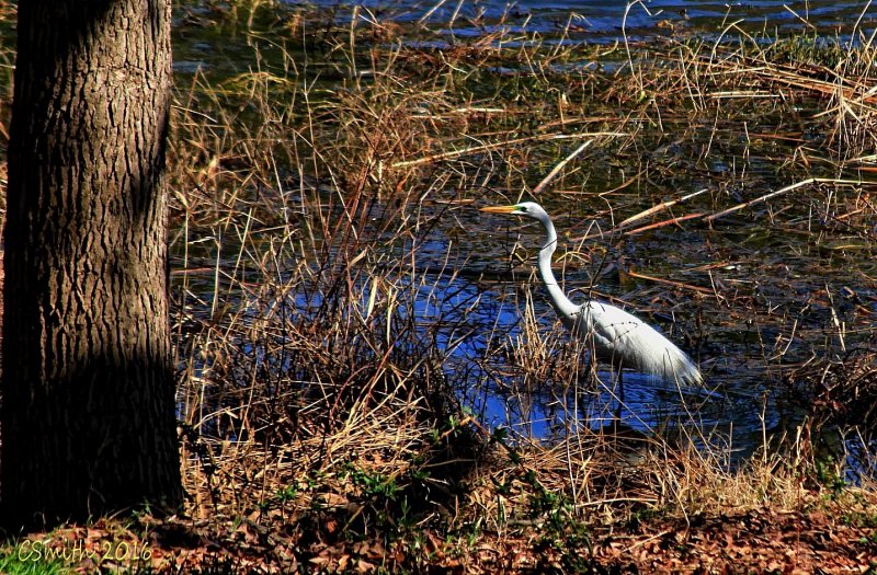 I LOVE WILDLIFE