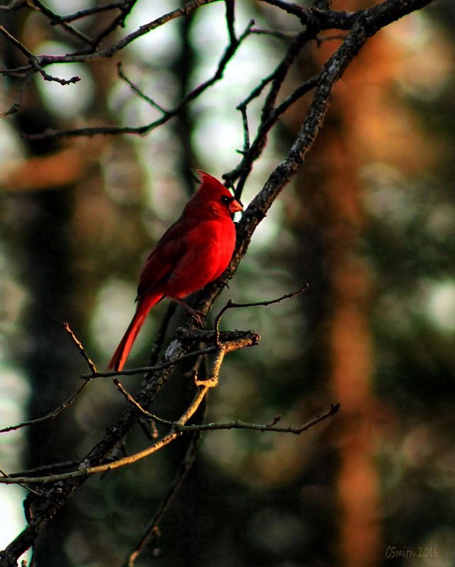 MARCH 3 - CARDINAL