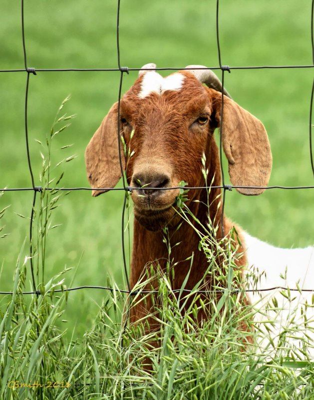 BEHIND THE FENCE