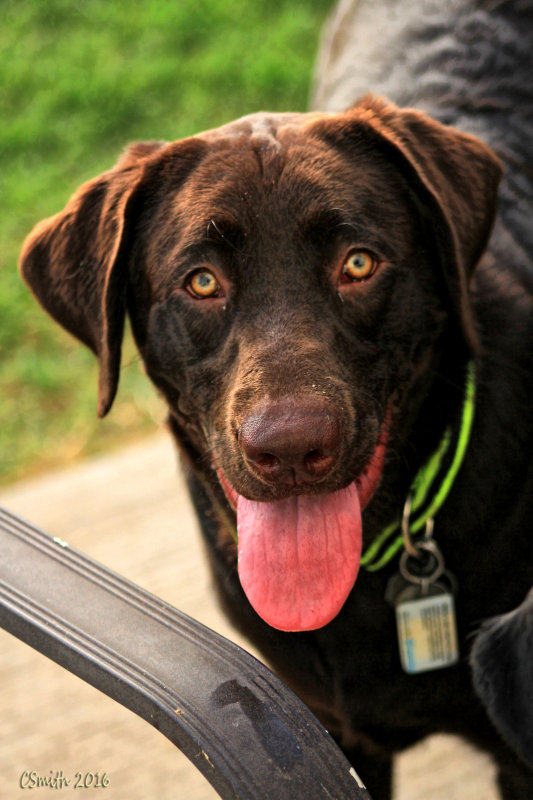 MEET BRODY
