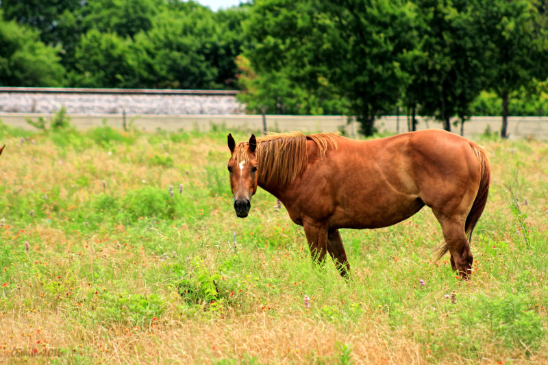 HORSE IN FLOWERS