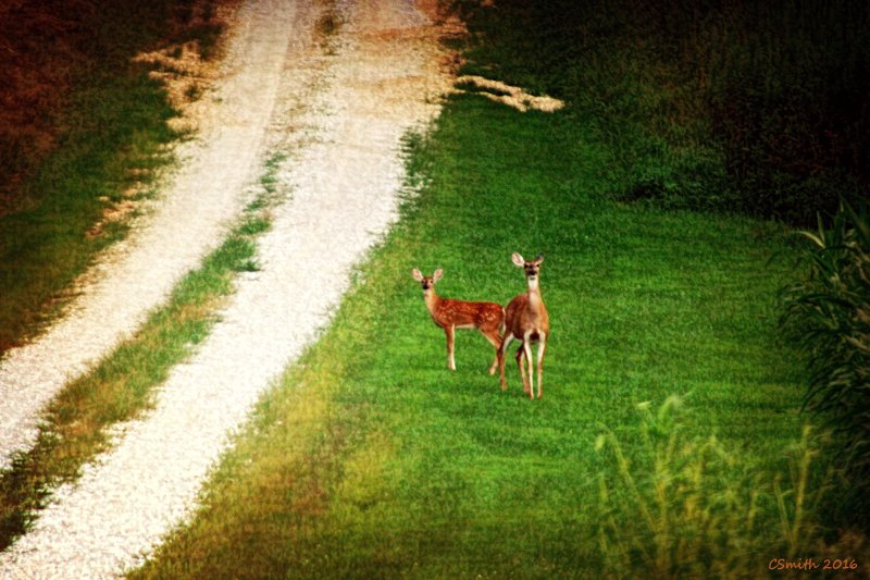 MORE DEER
