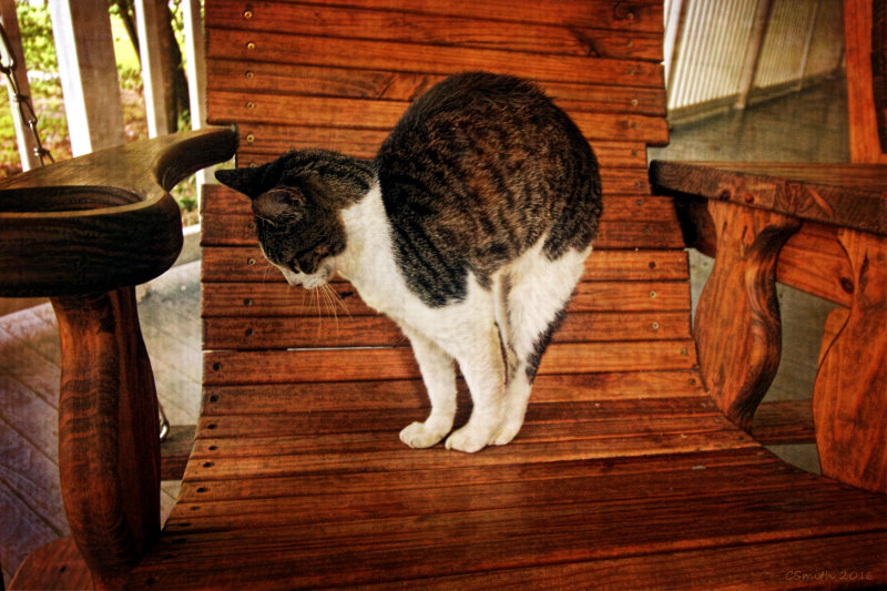 CAT IN A CHAIR