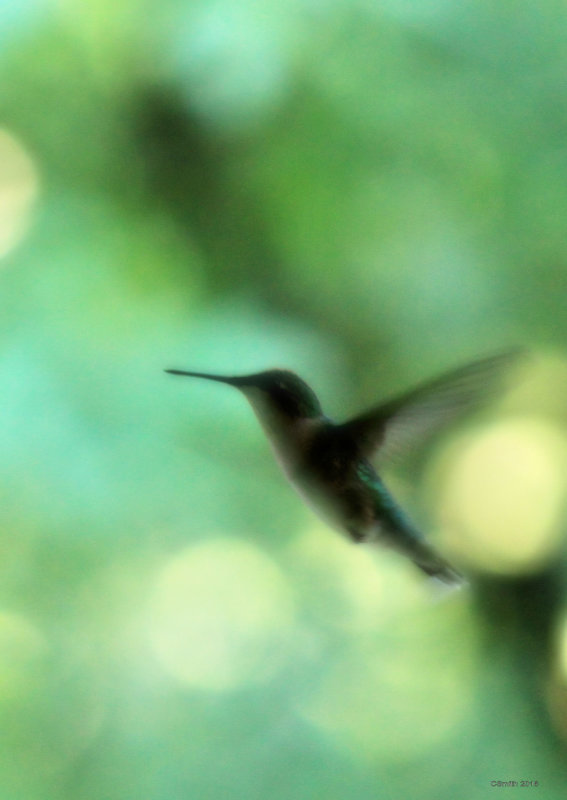 HUMMER AT DUSK