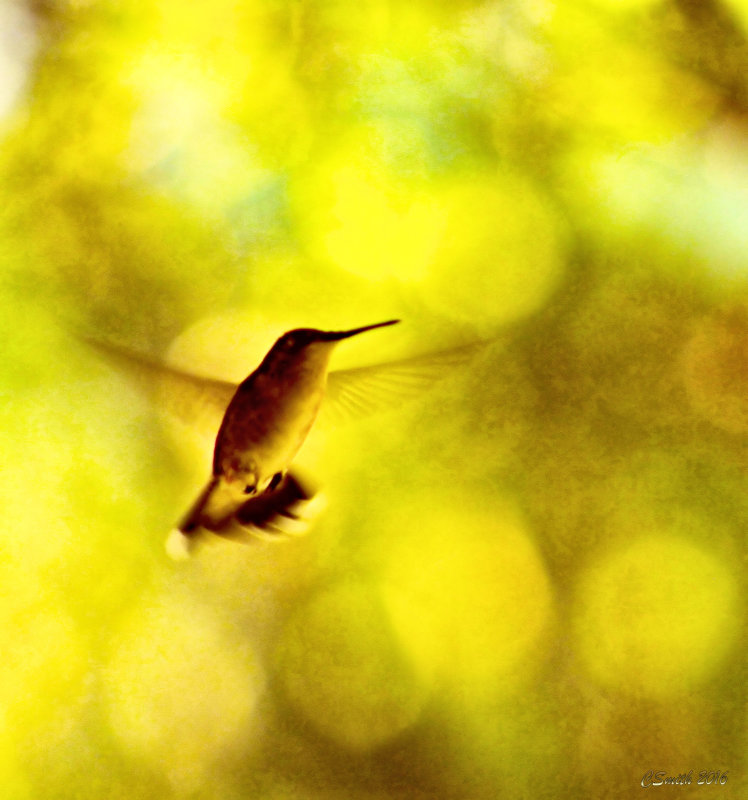 GOLDEN HUMMER