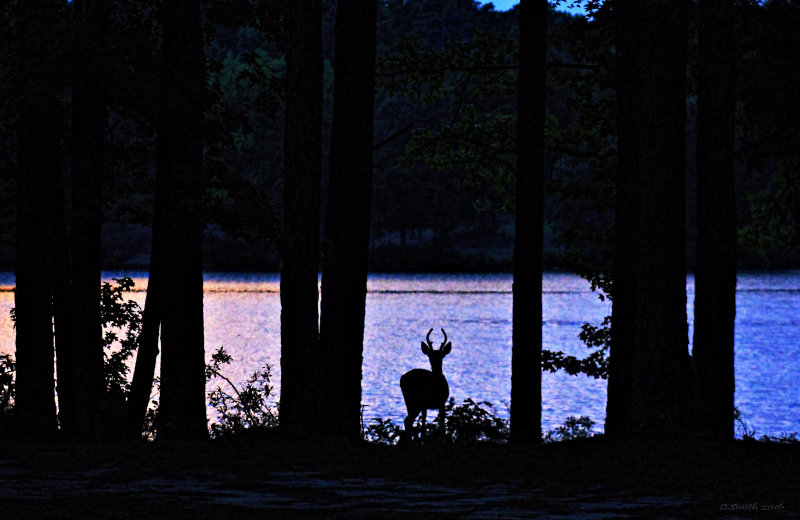 LONE BUCK