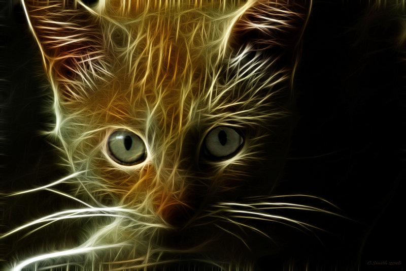 FRACTUALIZED KITTY