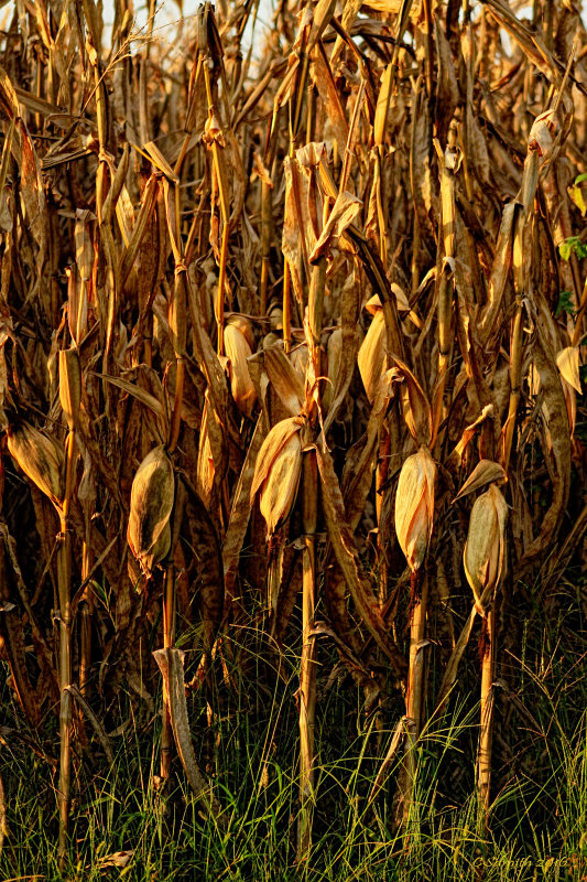 READY TO HARVEST