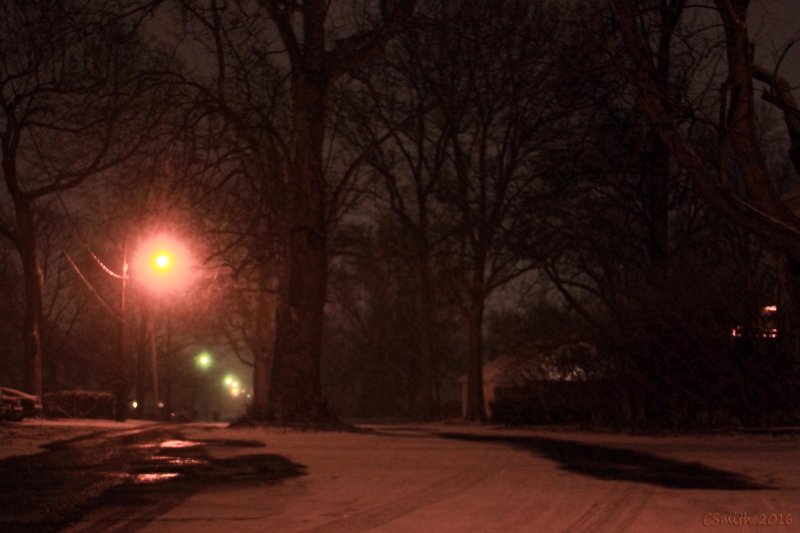 TREE IN THE MIDDLE OF THE STREET