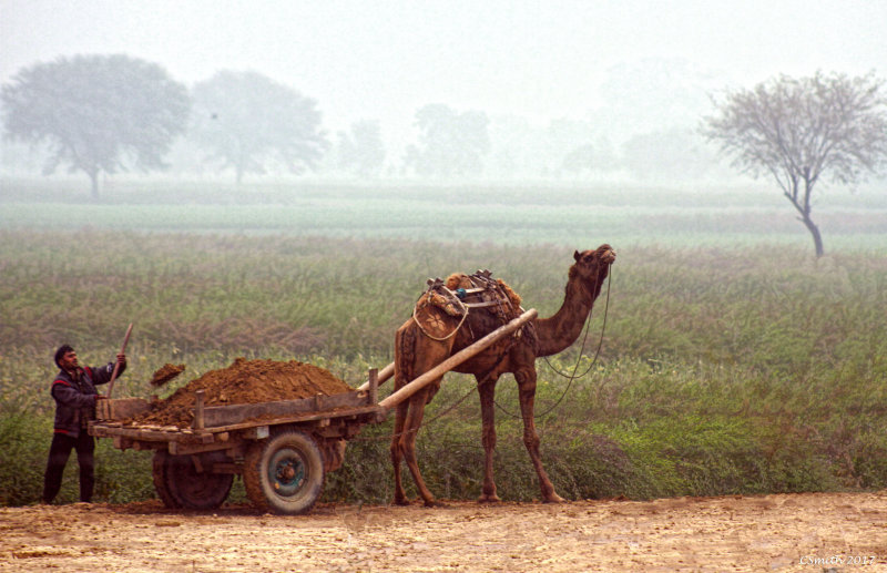 LOADING THE CART