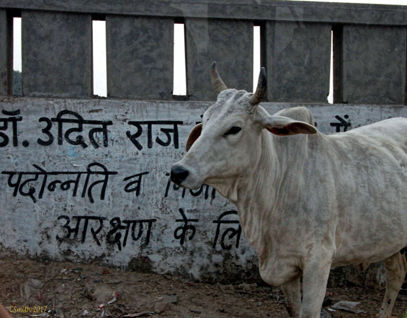 COW