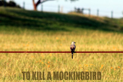 TO KILL A MOCKINGBIRD