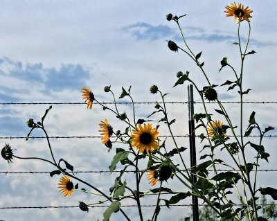 SUNFLOWERS AND BARBED WIRE