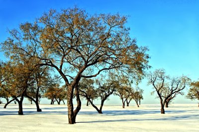 TREES IN ICE