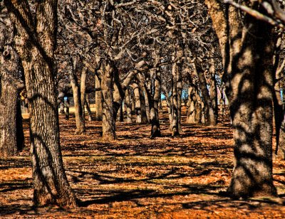 TREES IN THE PARK