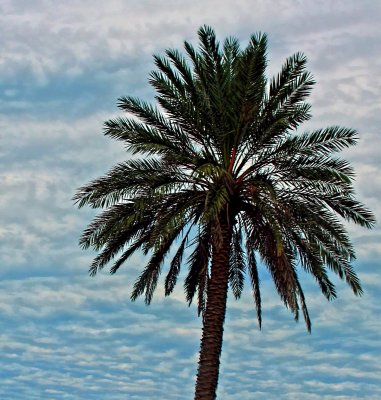 PALM TREE