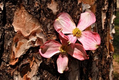 BLOSSOMS AND BARK