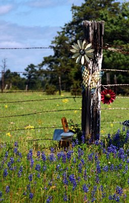 BLUEBONNETS AND A FENCE POST