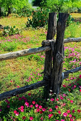 FENCE POST AND WILD FLOWERS