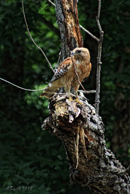 LUNCH FOR A RED-SHOULDERED HAWK
