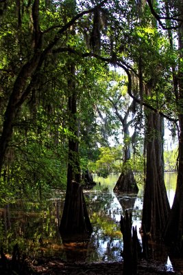 CADDO LAKE