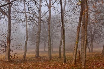 TREES AND FOG