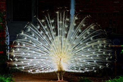 WHITE FRONT YARD PEACOCK