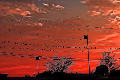 BIRDS ON TELEPHONE LINES