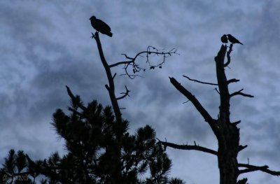 NATURE SILHOUETTES