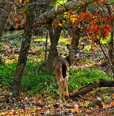 FORT WORTH DEER