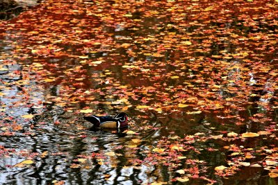 LEAVES AND A WOOD DUCK