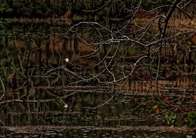 BALD EAGLE