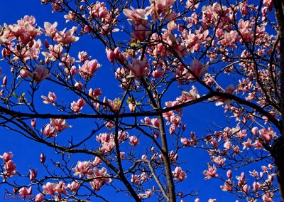I LOVE SPRING