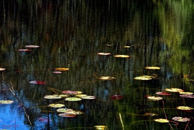 NATURE'S ABSTRACT