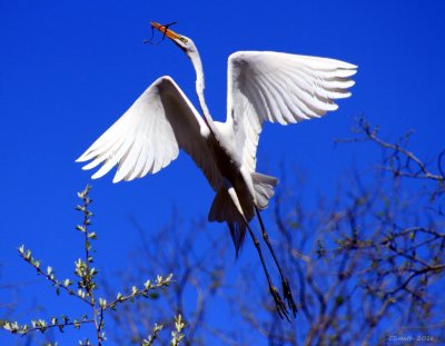 MARCH 15TH - ANOTHER EGRET