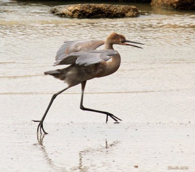 TRI COLORED HERON