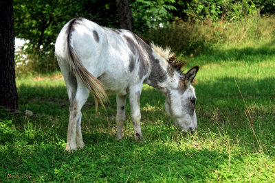 WHAT'S UP WITH A BURRO WANDERING A NEIGHBORHOOD?