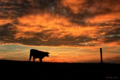 ILLINOIS SUNSET COW