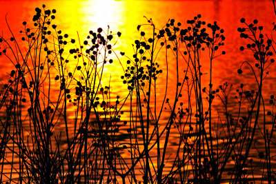 PLANT LIFE BY THE WATER