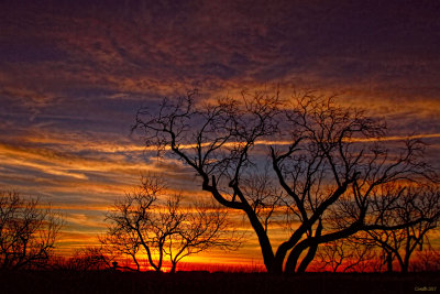 NAKED TREES