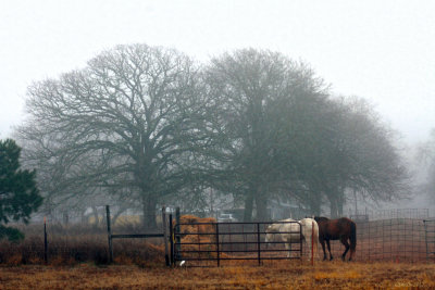 HORSES AND FOG