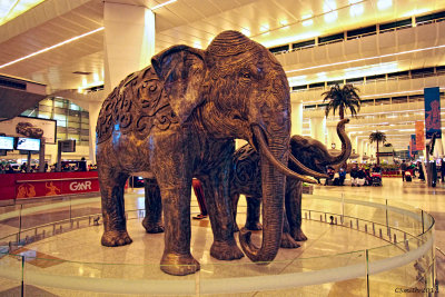 ELEPHANTS IN THE AIRPORT