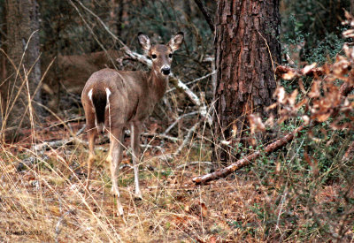 IT''S A DEER