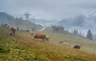 Misty Morning