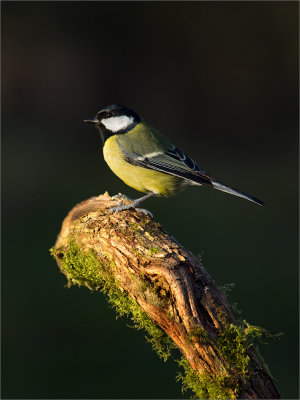 Great Tit