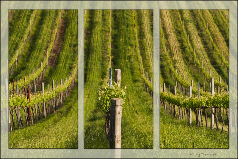 Young Vines