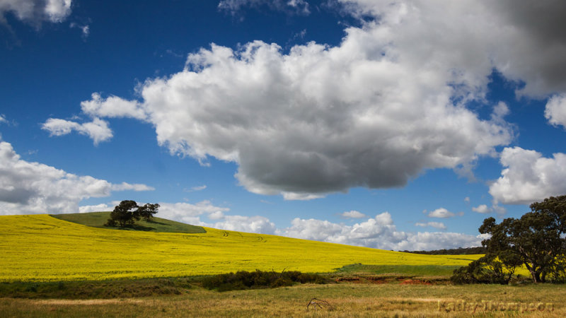 Canola Contours