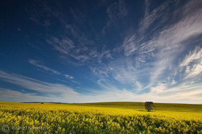 Canola Field